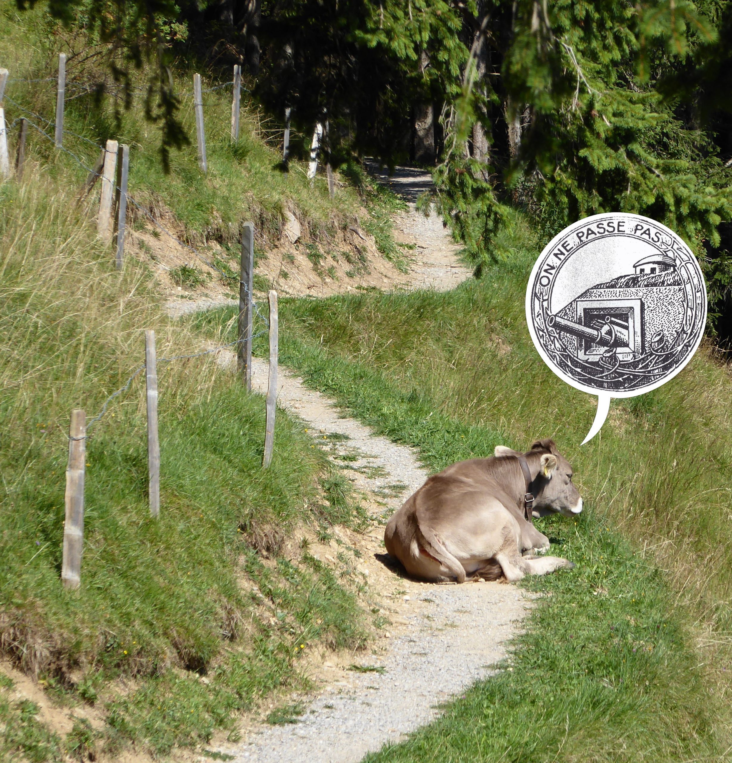 Ligne Vachinot – Si les vaches pouvaient parler…