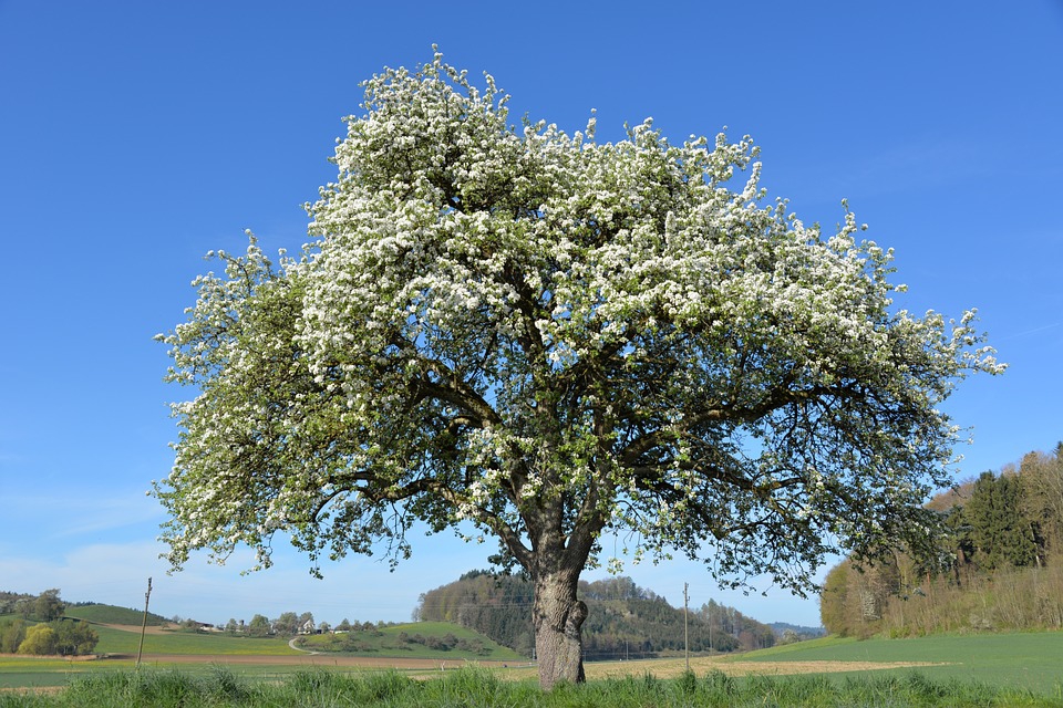 « Auch wenn ich wüsste, dass morgen die Welt zugrunde geht, würde ich heute noch einen Apfelbaum pflanzen. » Luther (zugeschrieben)