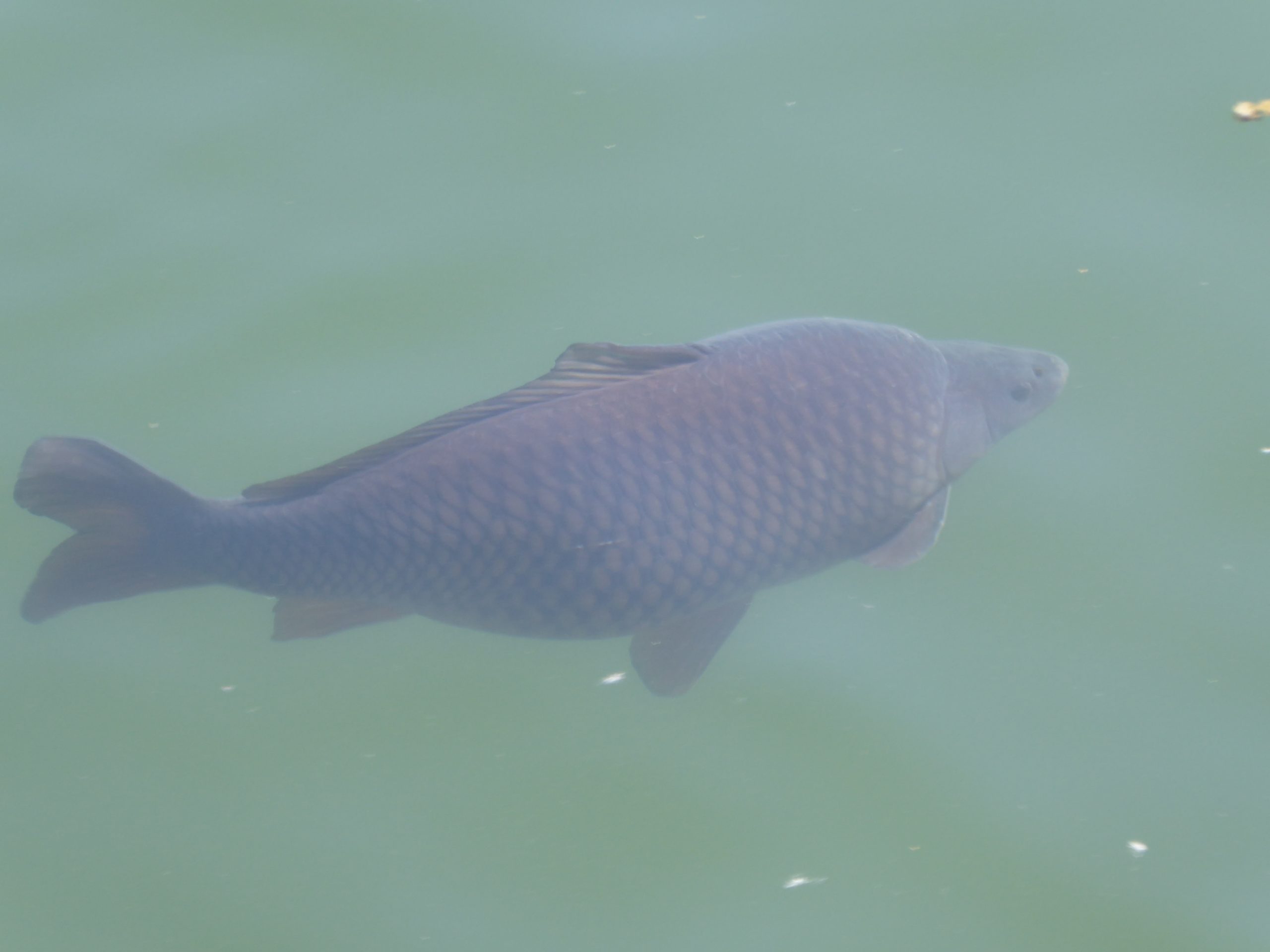 Karpfe Diem – Le jour du poisson